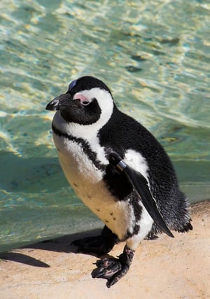 cute penguin 2