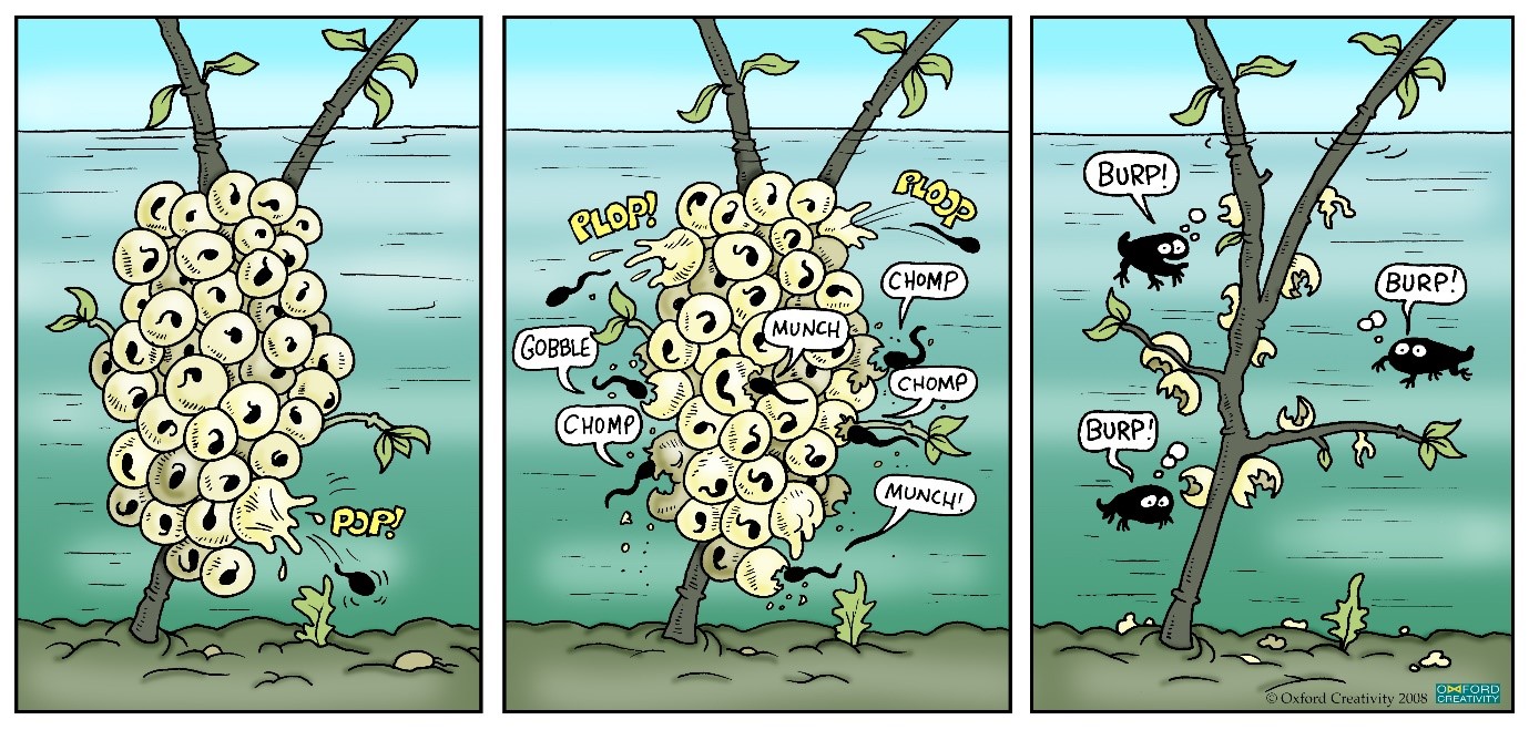 Tadpoles